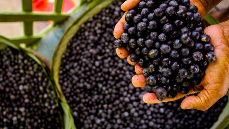 Açaí melhor fruta brasileira